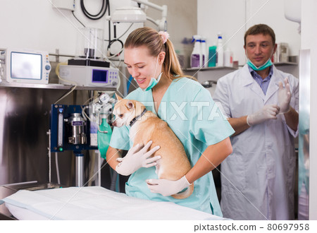Dog on the operating table in a veterinary clinic Dog on the operating table in a veterinary clinic 80697958