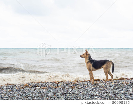Mongrel dog stands on the stone coast of the sea against the backdrop of storm waves Mongrel dog stands on the stone coast of the sea against the backdrop of storm waves 80698125
