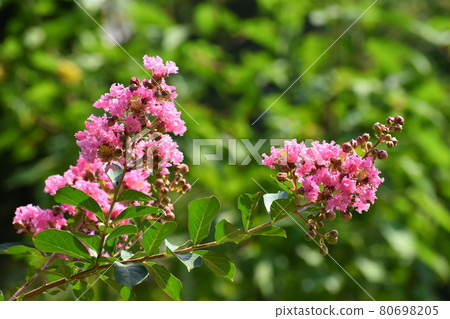 Yamadaike Park 80698205