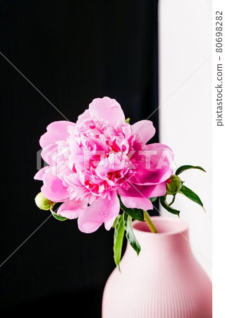 Light pink peony flower with water drops in vase on a black white background, copy space 80698282