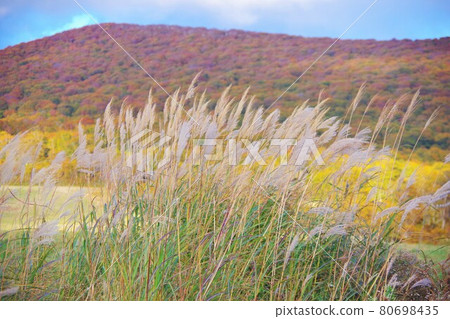 Miscanthus sinensis around Ishikurayama Observatory Parking Lot, Towada City, Aomori Prefecture Miscanthus sinensis around Ishikurayama Observatory Parking Lot, Towada City, Aomori Prefecture 80698435