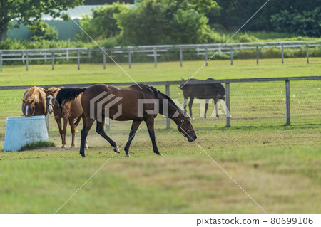 Summer racehorse production ranch image Hokkaido 80699106