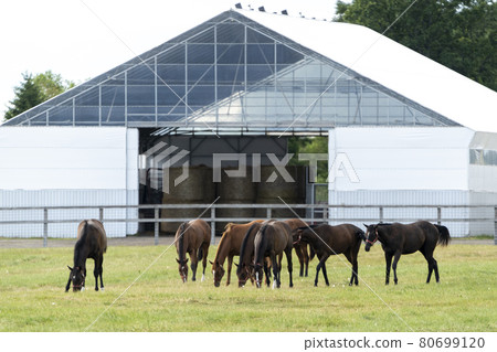 Summer racehorse production ranch image Hokkaido 80699120