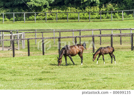 夏季賽馬生產牧場形象北海道 夏季賽馬生產牧場形象北海道 80699135