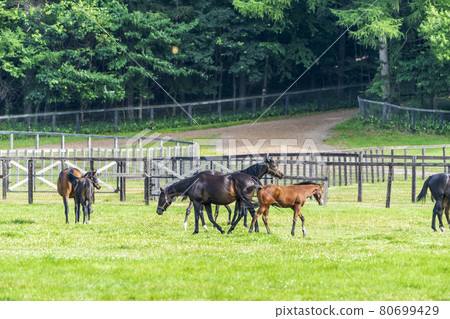 Summer racehorse (Thoroughbred) production ranch image Hokkaido Summer racehorse (Thoroughbred) production ranch image Hokkaido 80699429