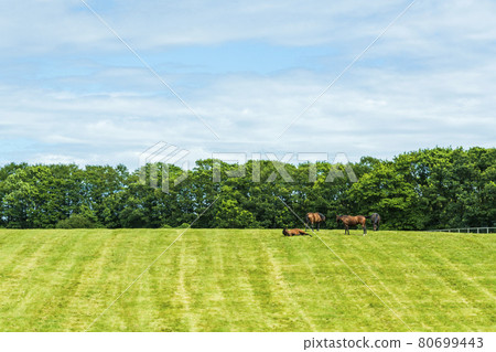 Summer racehorse (Thoroughbred) production ranch image Hokkaido 80699443