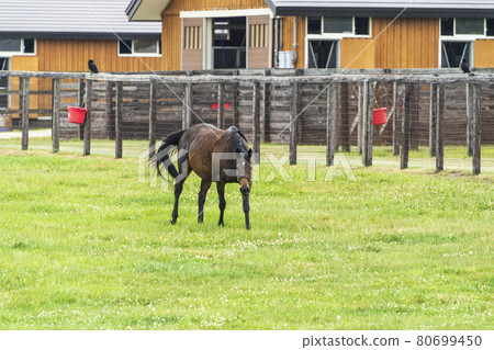 夏季賽馬 (純種) 生產牧場形象北海道 80699450