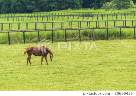 Summer racehorse (Thoroughbred) production ranch image Hokkaido 80699456