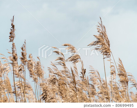 Beige dry pampas grass against the blue sky. Beige dry pampas grass against the blue sky. 80699495
