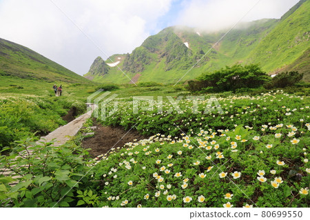 Akita Komagatake and Geum pentapetalum Akita Komagatake and Geum pentapetalum 80699550