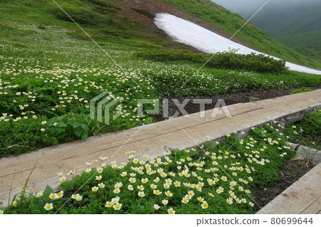 秋田駒岳和金五瓣 秋田駒岳和金五瓣 80699644
