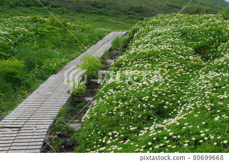 Akita Komagatake and Geum pentapetalum 80699668