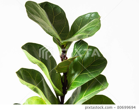 Green leafs ficus lyrata bombino on white background. Minimal houseplant concept 80699694