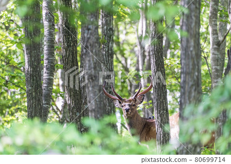 Ezo deer that suddenly appeared in Abira Town, Hokkaido 80699714