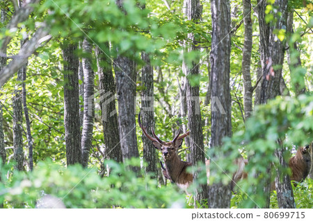 Ezo deer that suddenly appeared in Abira Town, Hokkaido 80699715