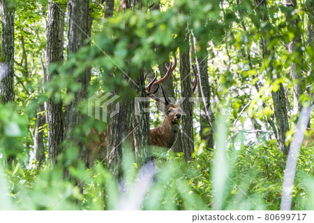 Ezo deer that suddenly appeared in Abira Town, Hokkaido 80699717