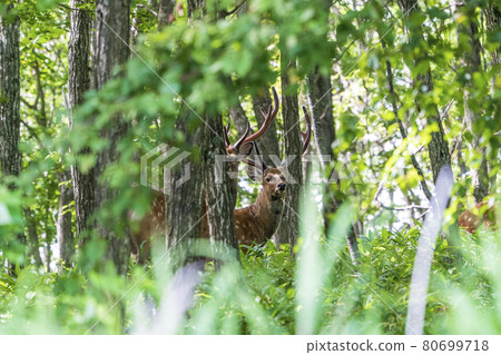 Ezo deer that suddenly appeared in Abira Town, Hokkaido Ezo deer that suddenly appeared in Abira Town, Hokkaido 80699718