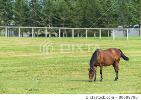 Summer racehorse (Thoroughbred) production ranch image Hokkaido 80699790