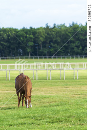 Summer racehorse (Thoroughbred) production ranch image Hokkaido 80699791