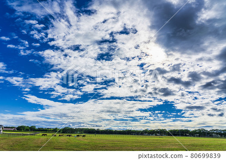 Summer blue sky and racehorse (Thoroughbred) production ranch image Hokkaido 80699839