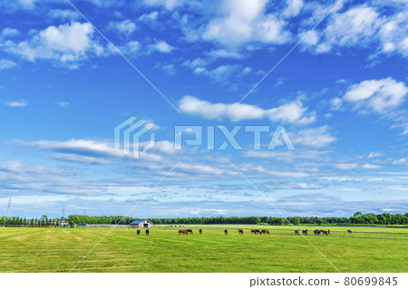 Summer blue sky and racehorse (Thoroughbred) production ranch image Hokkaido 80699845