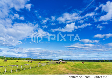 Summer blue sky and racehorse (Thoroughbred) production ranch image Hokkaido 80699848