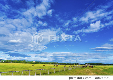 Summer blue sky and racehorse (Thoroughbred) production ranch image Hokkaido 80699850