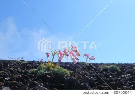 Akita Komagatake and Dicentra 80700044