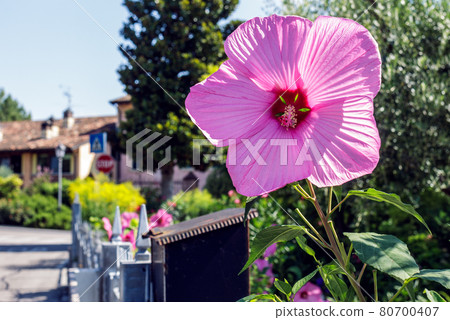 An Hibiscus moscheutos 80700407
