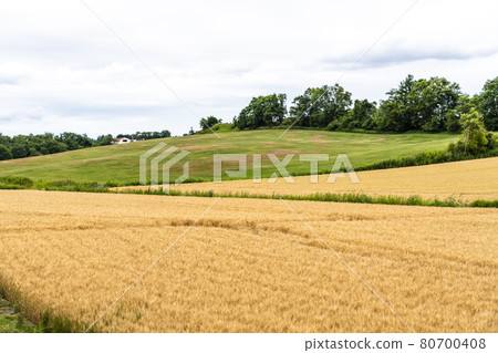 Summer Hokkaido image wheat field Abira-cho, Hokkaido 80700408