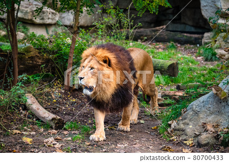 Lion in jungle forest in nature Lion in jungle forest in nature 80700433