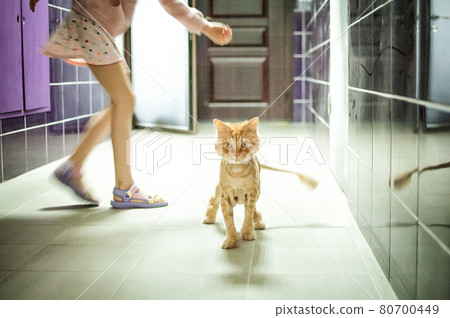 Trimmed cat with ginger fur runs away from little girl after grooming and trimming during summer, animal care concept 80700449