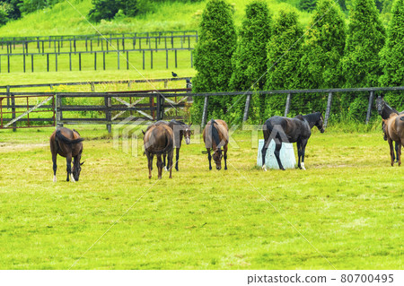 Summer racehorse (Thoroughbred) production ranch image Hokkaido Summer racehorse (Thoroughbred) production ranch image Hokkaido 80700495