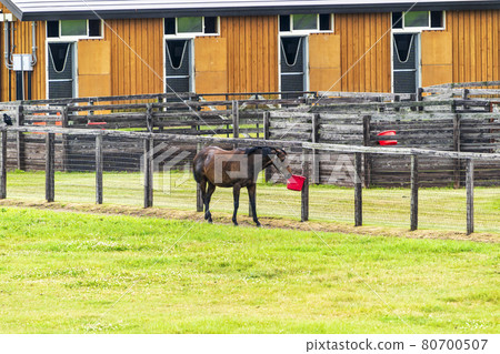 Summer racehorse (Thoroughbred) production ranch image Hokkaido Summer racehorse (Thoroughbred) production ranch image Hokkaido 80700507