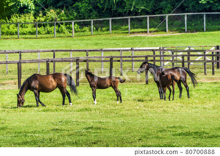 Summer racehorse (Thoroughbred) production ranch image Hokkaido 80700888
