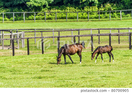 Summer racehorse (Thoroughbred) production ranch image Hokkaido Summer racehorse (Thoroughbred) production ranch image Hokkaido 80700905