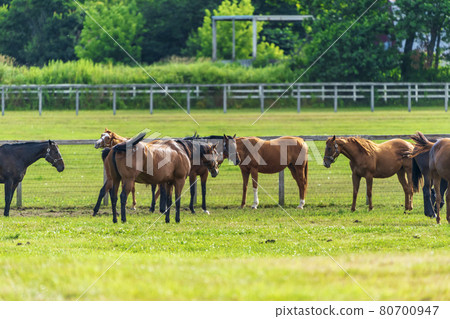 Summer racehorse (Thoroughbred) production ranch image Hokkaido Summer racehorse (Thoroughbred) production ranch image Hokkaido 80700947
