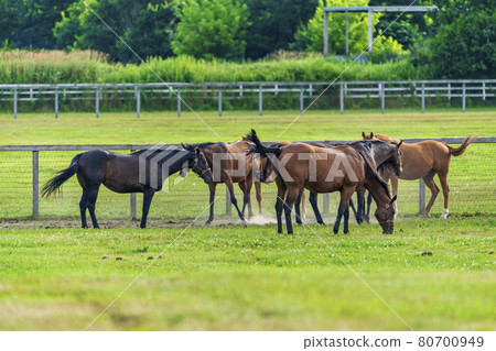 Summer racehorse (Thoroughbred) production ranch image Hokkaido 80700949