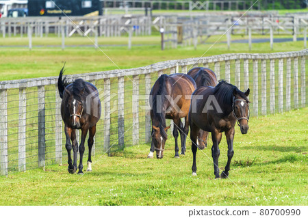 Summer racehorse (Thoroughbred) production ranch image Hokkaido 80700990