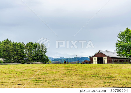 Summer racehorse (Thoroughbred) production ranch image Hokkaido Summer racehorse (Thoroughbred) production ranch image Hokkaido 80700994