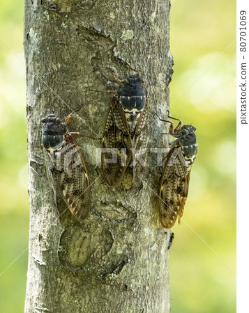 Three brown cicadas perching on a tree 80701069