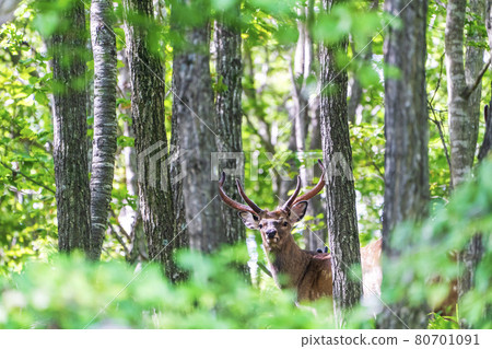 Ezo deer suddenly appeared from the forest, Abira-cho, Hokkaido 80701091