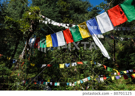 Buddhist prayer flags lunga in McLeod Ganj, Himachal Pradesh, India 80701125