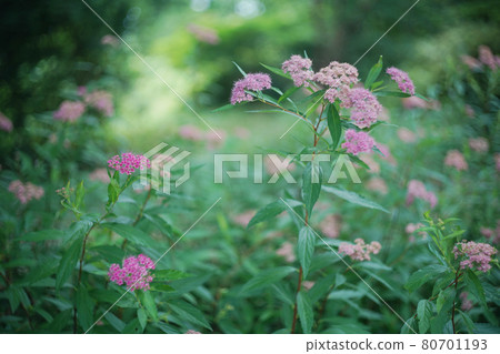 自然景觀老鏡頭花 自然景觀老鏡頭花 80701193