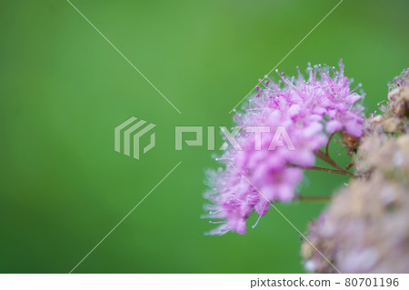 自然景觀老鏡頭花 80701196