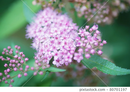 Natural scenery Old lens flowers Shimono 80701197