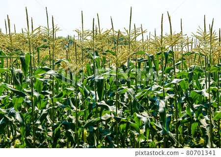 Corn field spreading on the plateau (Shinano Town, Nagano Prefecture) 80701341