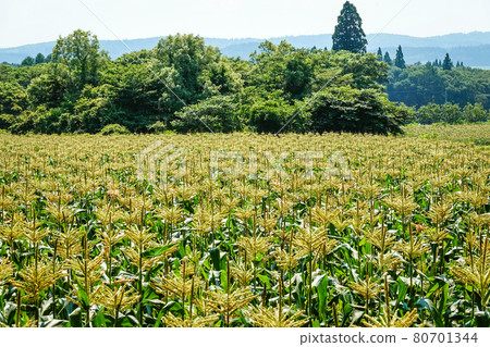 高原上的玉米地(長野縣信濃町) 高原上的玉米地(長野縣信濃町) 80701344