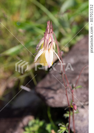 Alpine plant Kibananoyama Odamaki 80701352