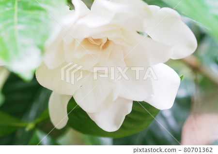 梔子花老鏡頭 梔子花老鏡頭 80701362